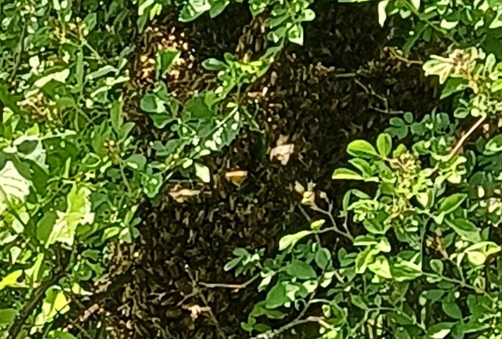 Photograph of a swarm of honeybees who moved into our tree