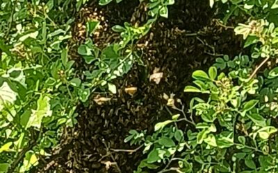 Capturing a Swarm of Honeybees