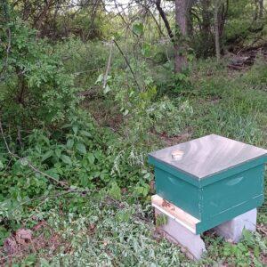 Settled transplant bees Photograph of settled transplant bees in their new hive