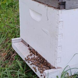 Usual bee activity Photograph of our established hive activity