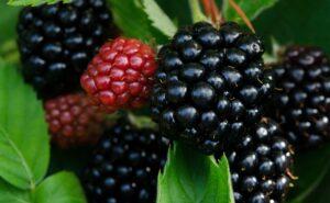 Blackberries Photograph of Blackberries ripening on blackberry bush
