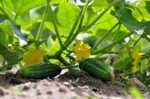 Photograph of Cucumbers growing on the vine and flowering