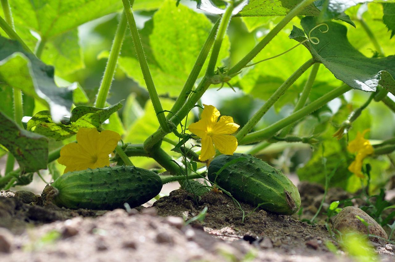 Photograph of Cucumbers growing on the vine and flowering