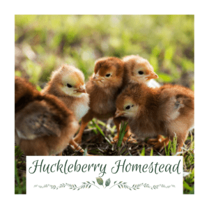 Huckleberry Homestead chicks for sale Image of rhode island red chicks with the Huckleberry Homestead logo at the bottom