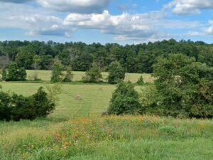 Photograph of Huckleberry Homestead hay fields and wildflowers