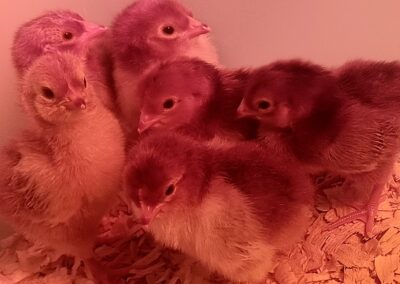 Photograph of Rhode Island Red chicks under a heat lamp in a brood