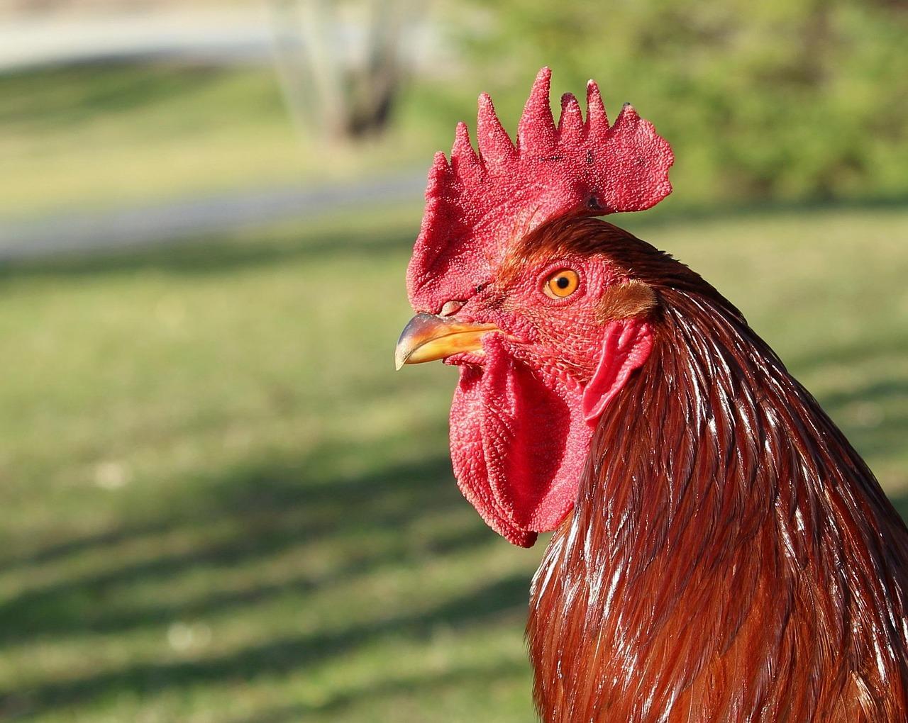Photograph of Rhode Island Red Rooster profile looking out across a grassy field
