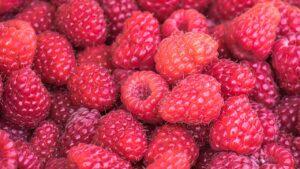 Raspberries Photograph of red Raspberries
