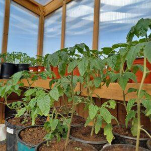 tomatoes in my greenhouse Photograph of the tomato plants growing in the Huckleberry Homestead greenhouse