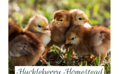Incubating Rhode Island Red Chicks