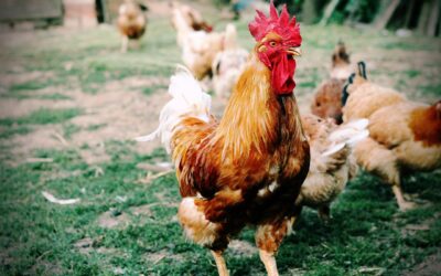 How Do I Keep Healthy, Productive Egg-Laying Chickens?