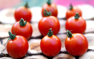 Starting Tomatoes from Seed