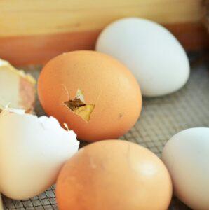 Photograph of egg pip