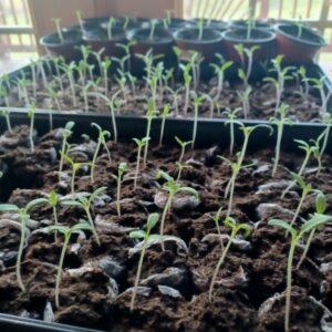 tomato seedlings tomato seedlings