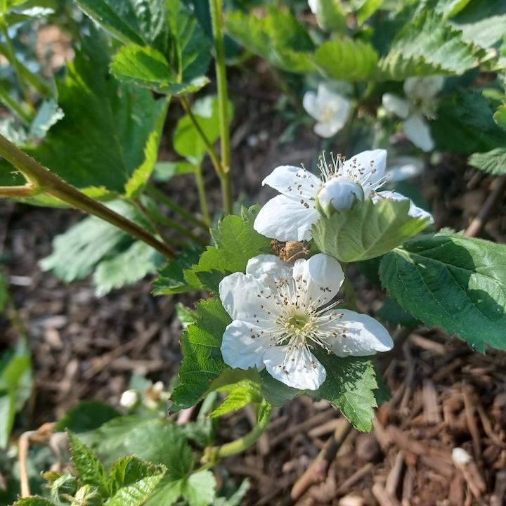 Photograph of Cucumbers growing on the vine and flowering