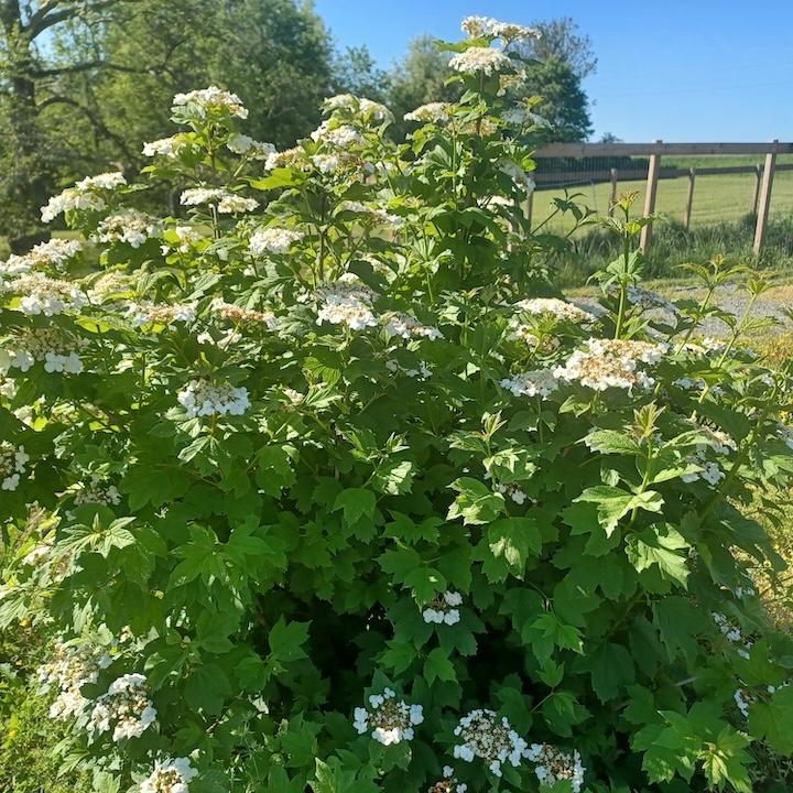 cranberry bush flowering Log Cabin progress
