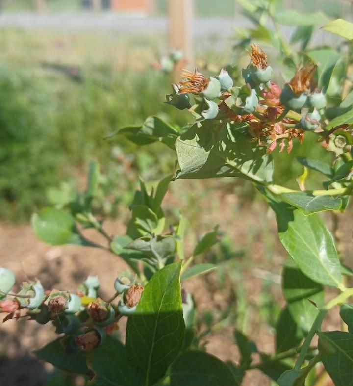 Photograph of Cucumbers growing on the vine and flowering