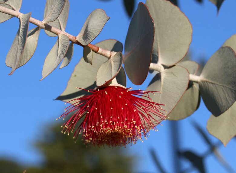 Eucalyptus branch flowering